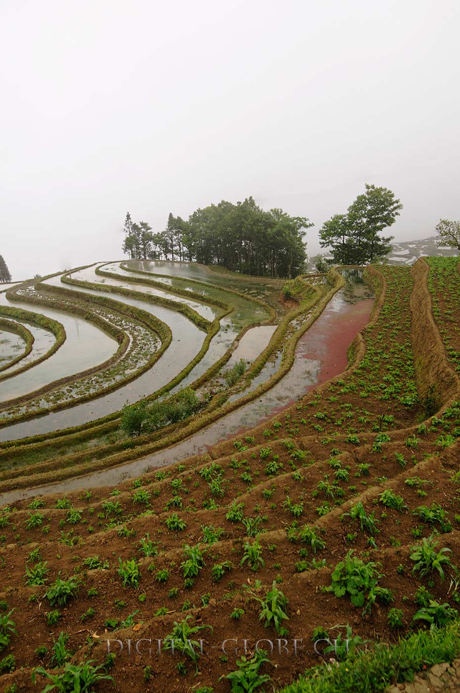 Yuanyang, Yunnan, risaie, fotografia