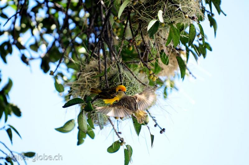 Spectacled Weaver, Ngorongoro, fotografia, natura, Africa