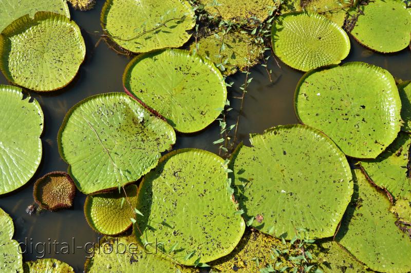 Brasile Amazzonia, fotografia, natura