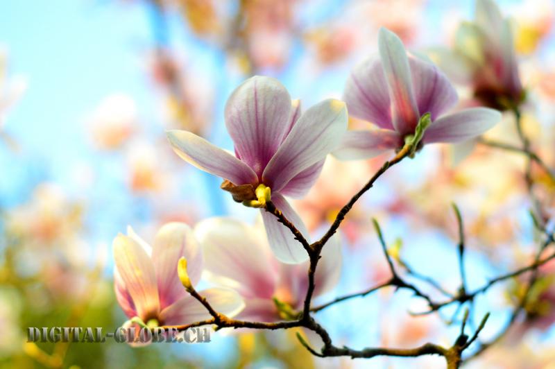 Minusio, magnolia, primavera, fotografia, natura, fiore