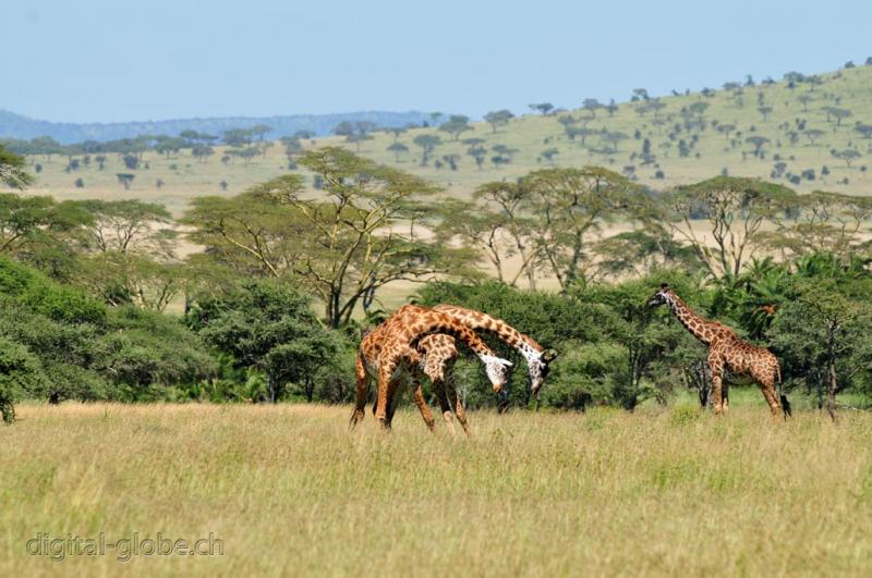 Giraffe, Serengeti, combattimento