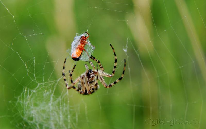 Insetto, ragno, fotografia, macro, Poschiavo, Svizzera, Natura