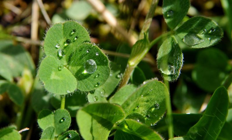 Gocce, pioggia, fotografia, macro, Natura, Poschiavo, Svizzera