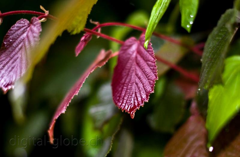 foglie, primavera, Minusio, 50mm Nikkor, fotografia, natura