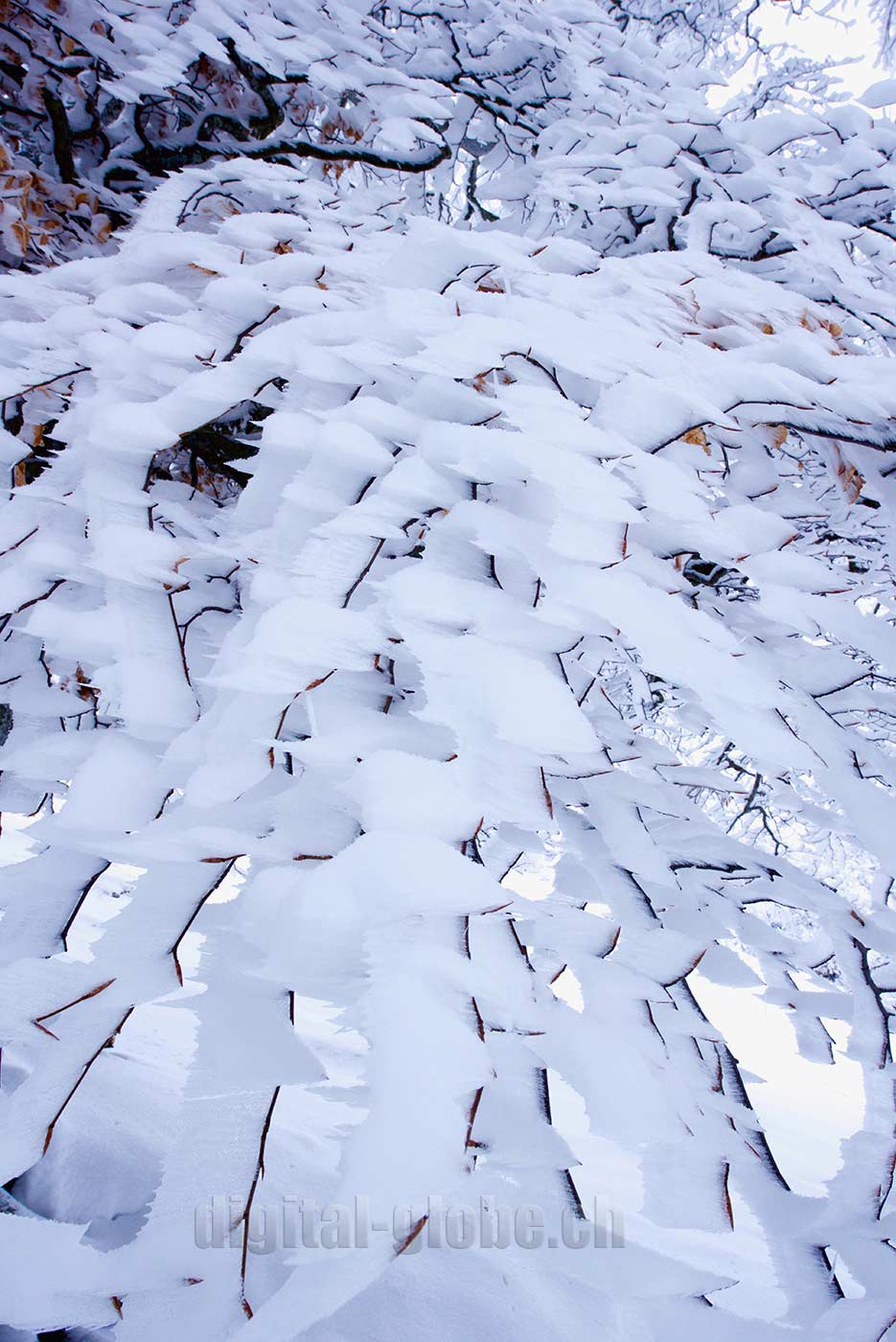 Inverno, neve, Ticino, Svizzera, fotografia, Gambarogno