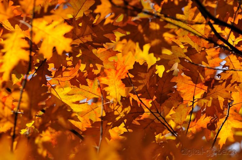 Foglie, autunno, Ticino, Verzasca, foresta, fotografia natura, naturalistica