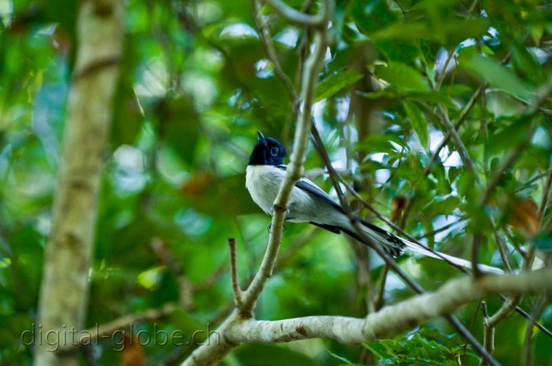 Endemico, uccello, Madagascar, fotografia