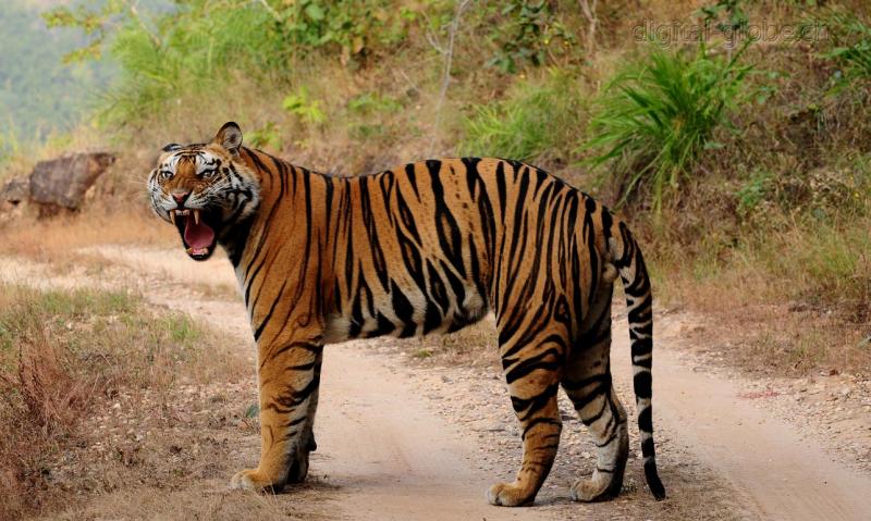 Bandhavgarh