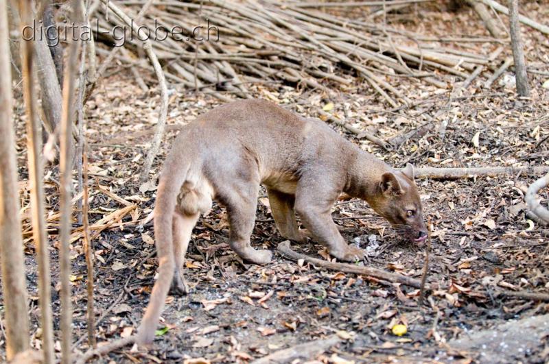 Fosa, predatore, Kirindy, Madagascar, fotografia