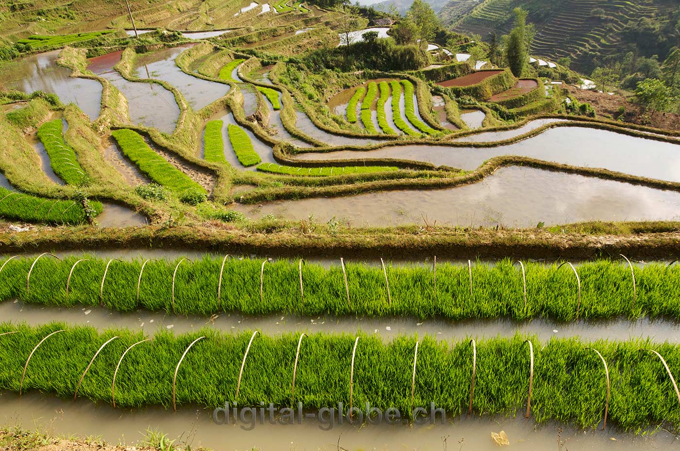 Yuanyang, Yunnan, risaie, fotografia