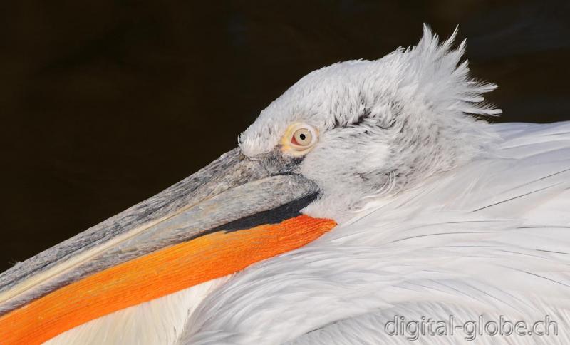 Aare, Berna, Svizzera, fiume, fotografia naturalistica