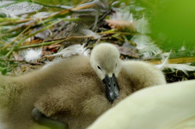 Aare, Berna, Svizzera, fiume, fotografia naturalistica