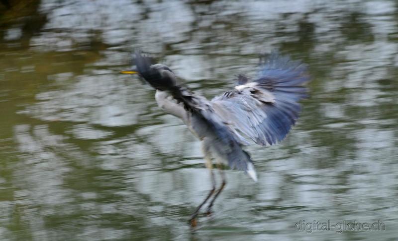 Aare, Berna, Svizzera, fiume, fotografia naturalistica