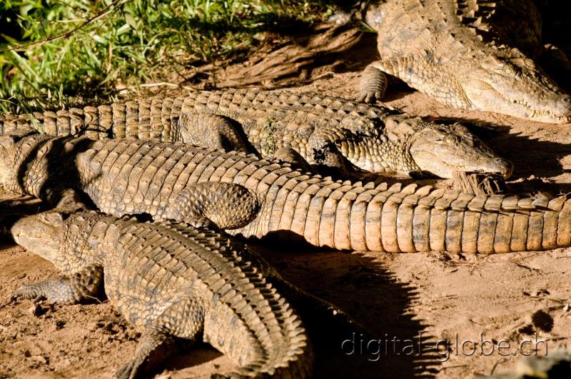 Coccodrillo, Madagascar, fotografia