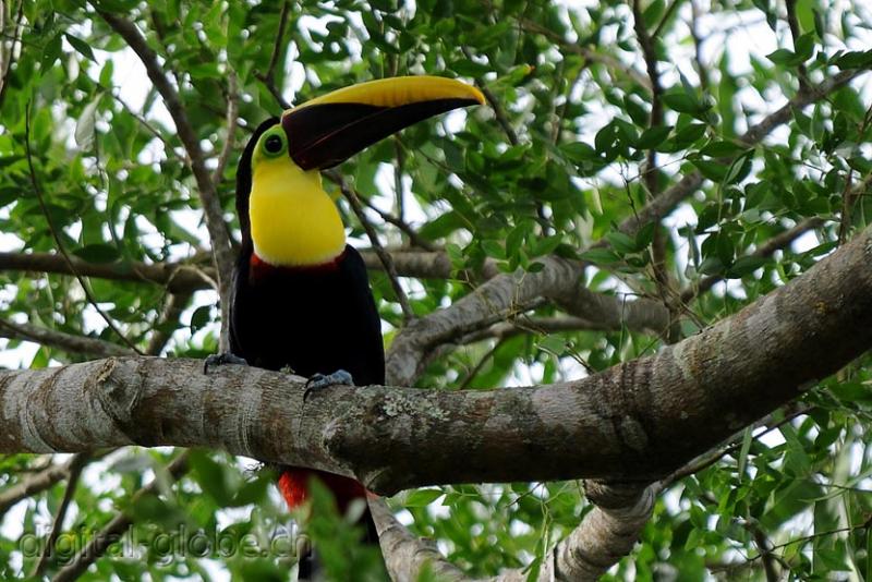 Carara, Centro America, Costa Rica