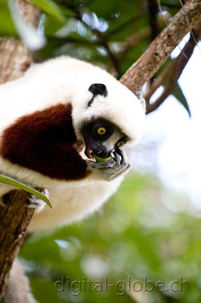 Lemure, Madagascar, fotografia, Analamazoatra