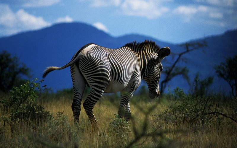 Samburu, Kenya, Africa, fotografia, natura, fauna