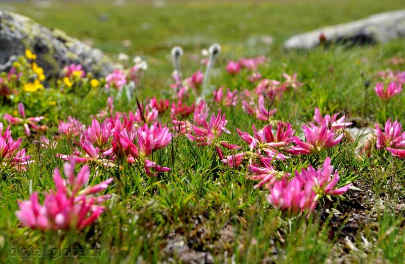 Natura, Poschiavo, Svizzera, Natura