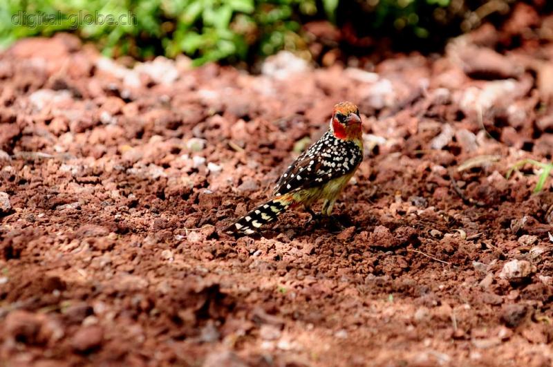 Lago Manyara, Tanzania, fotografia, natura