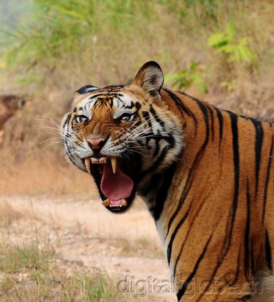 Bandhavgarh