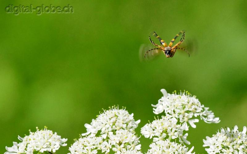 Insetto, volo, atterraggio, fotografia, macro, Natura, Poschiavo, Svizzera