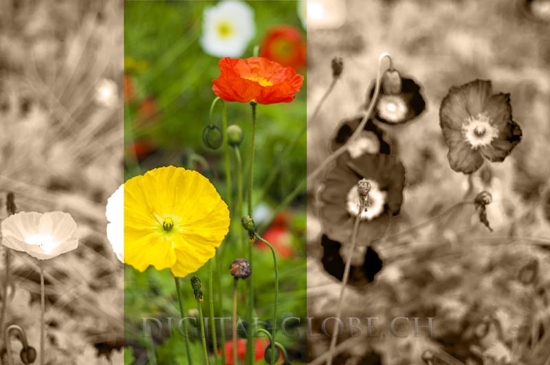 papavero, fiore, ticino, locarno