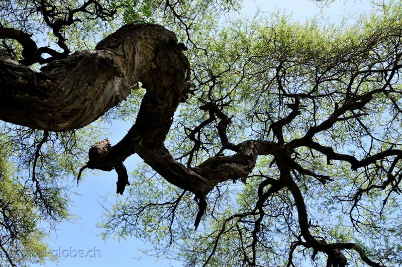 Lago, Natron, Tanzania, fotografia, natura, fauna