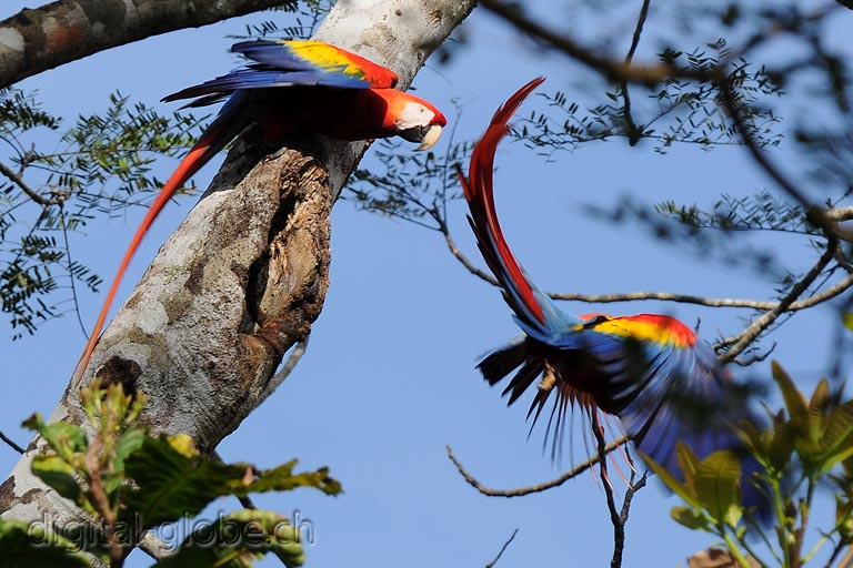 Carara, Costa Rica, fotografia naturalistica
