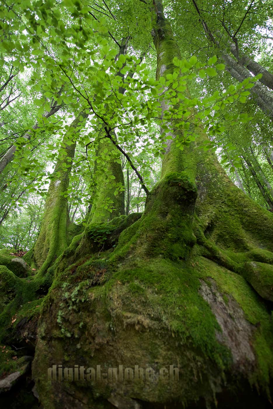 Ticino, fotografia, Verzasca, natura