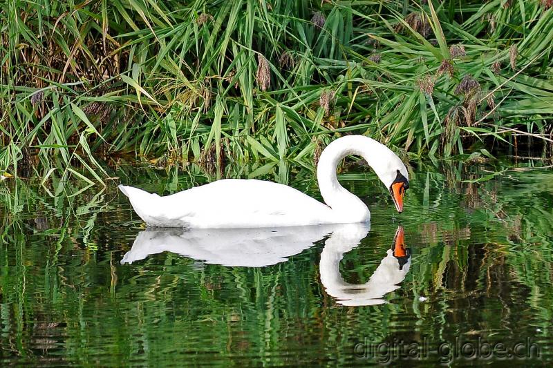 Aare, Berna, Svizzera, fiume, fotografia naturalistica