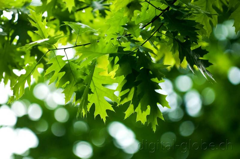 foglie, primavera, Minusio, 50mm Nikkor, fotografia, natura