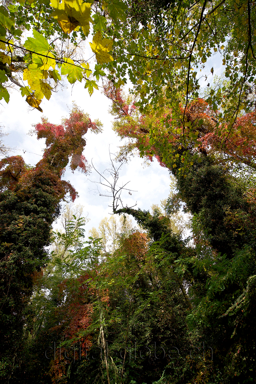 Ticino, fotografia, natura, autunno, Locarno