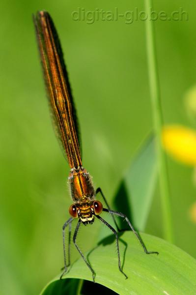 Libellula, insetto, Aare, Berna, Svizzera,  fotografia naturalistica