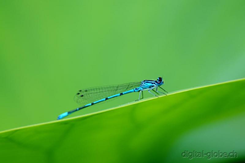 Aare, Berna, Svizzera, fiume, fotografia naturalistica