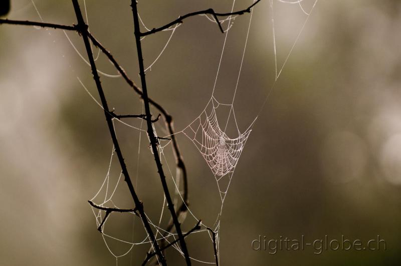 ragnatela, Madagascar, fotografia, natura