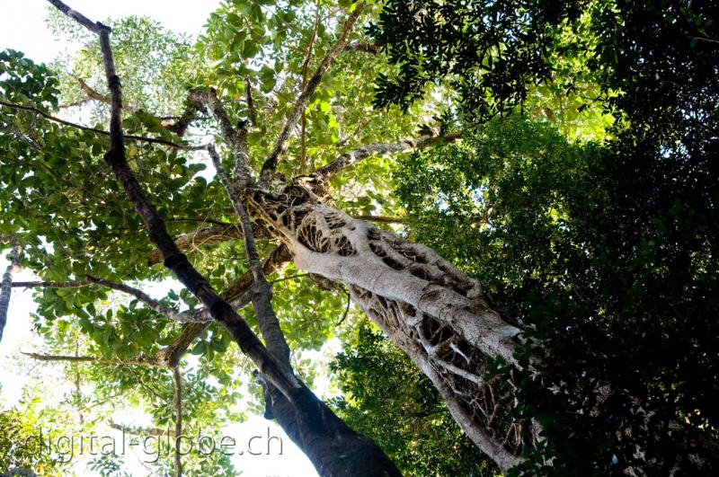 Ficus, strangulator, forest, Bemaraha, Madagascar, photography