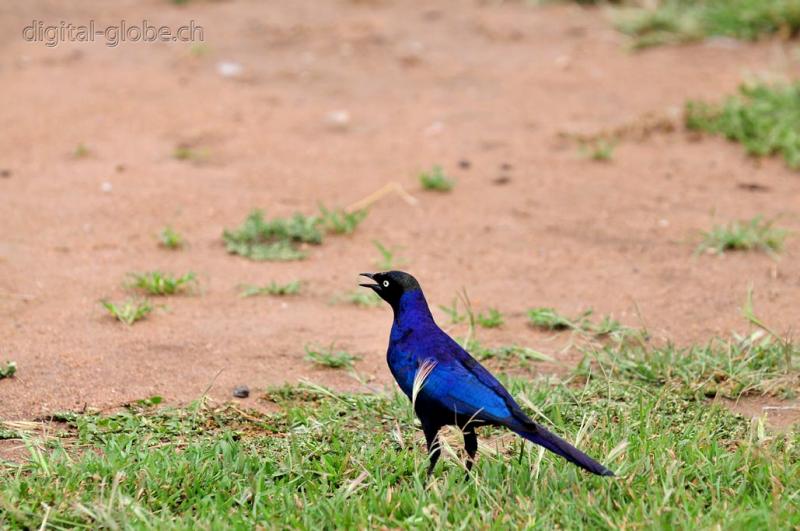 Lago Manyara, fotografia, natura, fauna