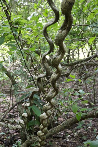 Brasile Amazzonia, fotografia, natura