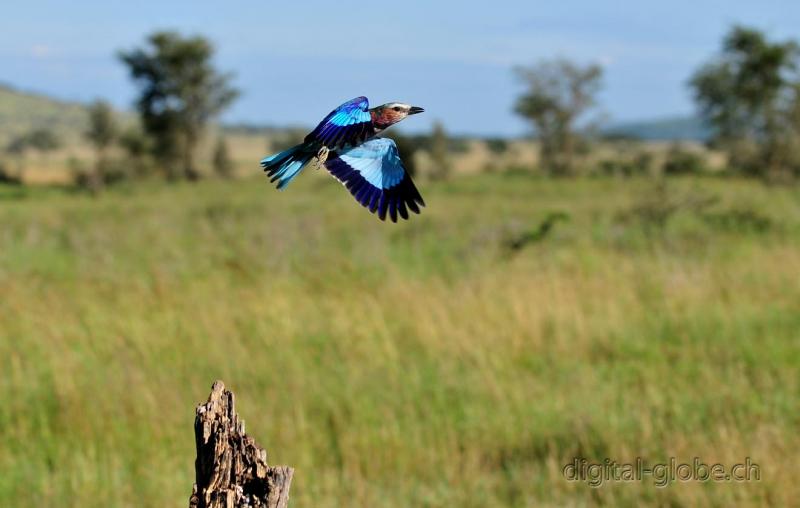 Serengeti