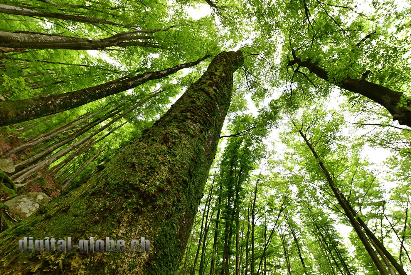 Ticino, fotografia, Bolle di Magadino, natura