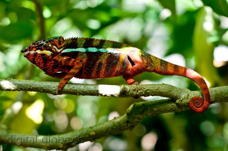 Camaleonte rosso, Madagascar, fotografia