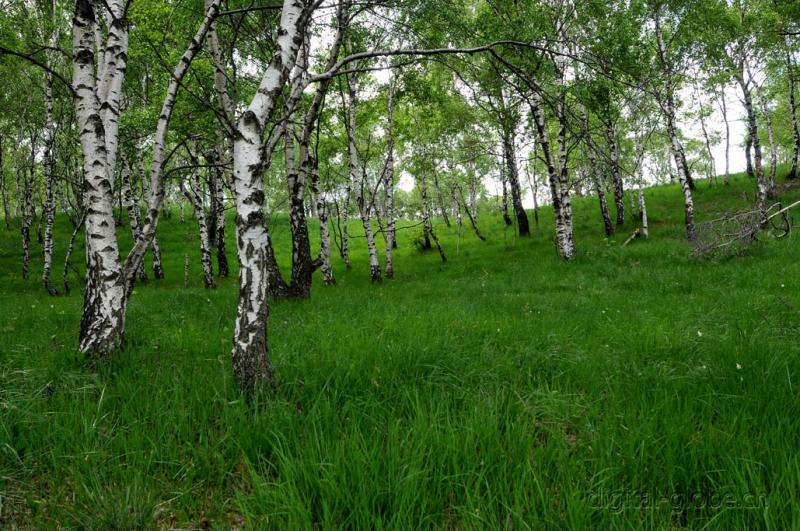 Betulla, bosco, prato, Ticino,  foresta, fotografia naturalistica, natura