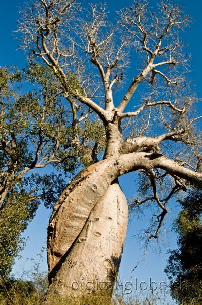 Lovers, Baobab, Allee des Baobabs, Morondava, Madagascar, fotografia