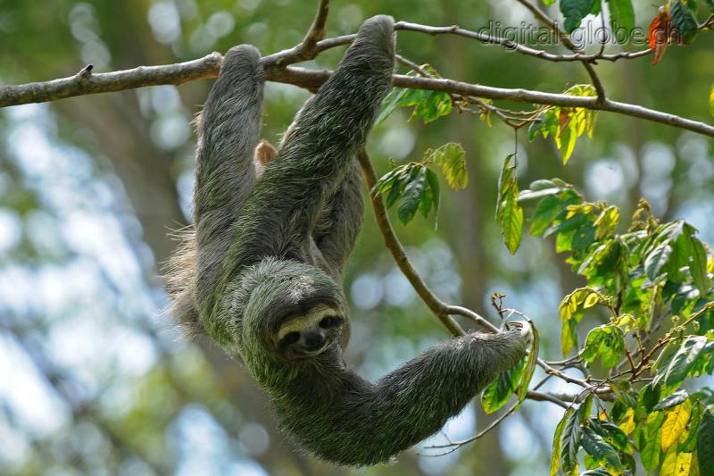 Manuel Antonio, Costa Rica, fotografia naturalisitica