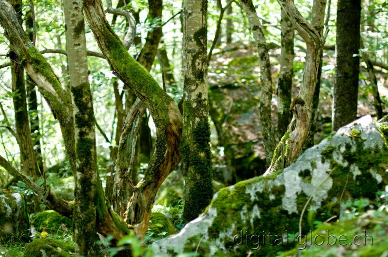 Bavona, Ticino, fotografia