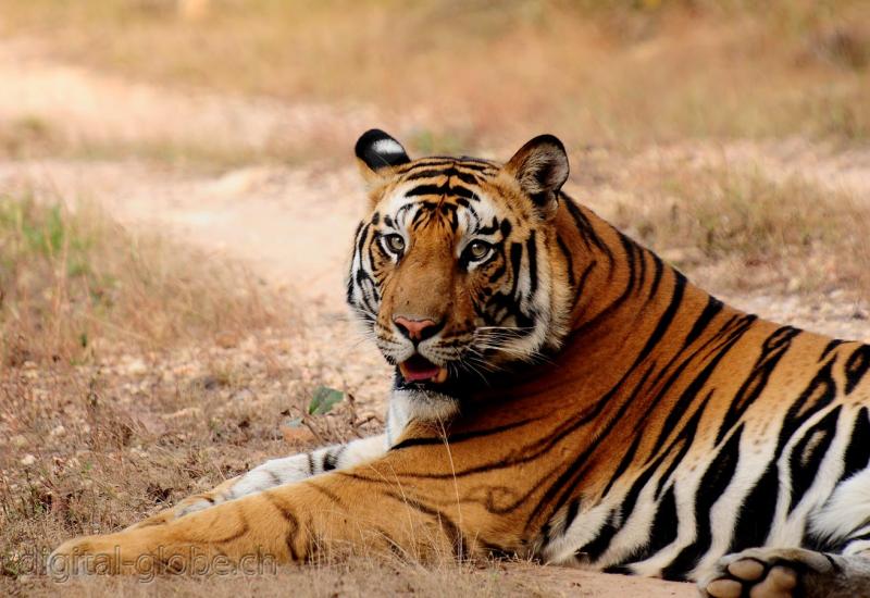 Bandhavgarh