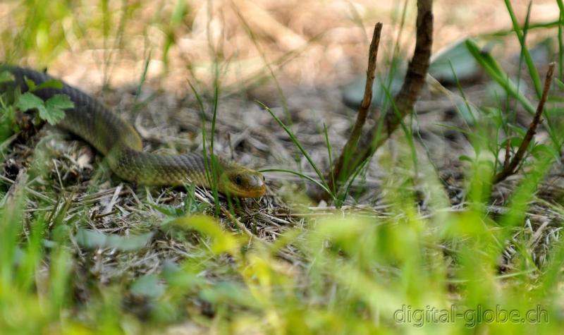 Vipera, biscia, serpente, Ticino, Maggia, fotografia naturalistica, natura