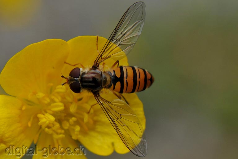 Mosca, fotografia, macro, Natura, Poschiavo, Svizzera