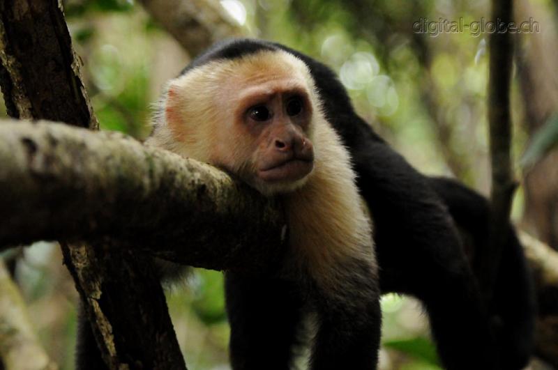 Manuel Antonio, Costa Rica, fotografia naturalisitica