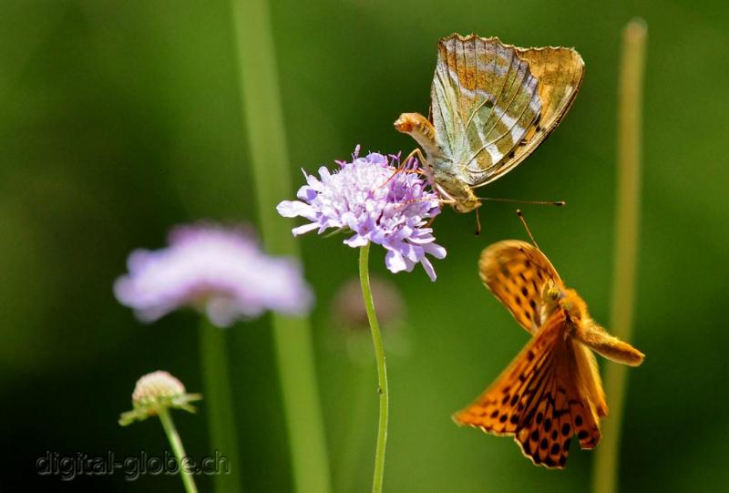 Farfalle, volo, approccio, accoppiamento, corteggiamento, fotografia, macro, Natura, Poschiavo, Svizzera